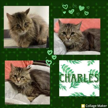 Charles -  Domestic Medium Hair Cat for Adoption in Clearfield, Pennsylvania - Charles | PetCurious