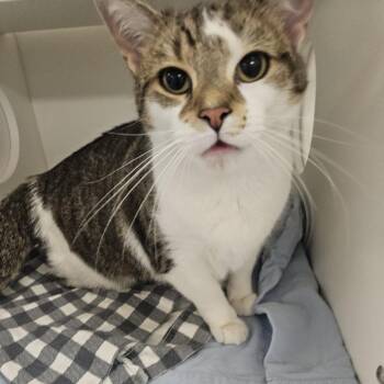 Domestic Short Hair Cats Available for Adoption in Philadelphia, Pennsylvania - Tilina | PetCurious