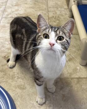 Domestic Short Hair Cats Available for Adoption in Kansas City, Missouri - Millicent | PetCurious