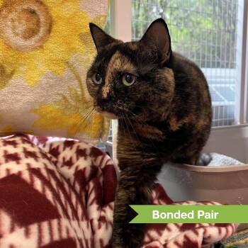 Domestic Short Hair Cats Available for Adoption in Reisterstown, Maryland - Bee (bonded With Baby) | PetCurious