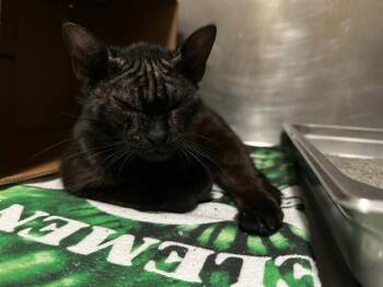 KATE -  Domestic Short Hair Cat for Adoption in Boston, Massachusetts - KATE | PetCurious