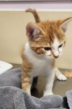 Toffee -  Domestic Short Hair Cat for Adoption in Vancouver, Washington - Toffee | PetCurious