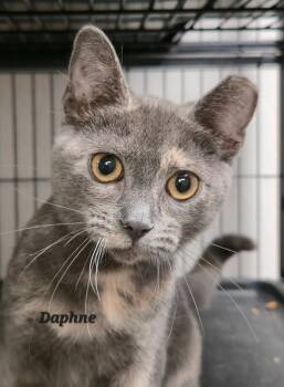 Rescue Domestic Short Hair Cats for Adoption in Cedar Rapids, Iowa - Daphne | PetCurious