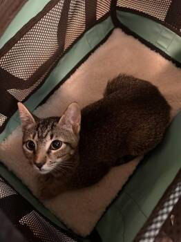 FLORA -  Domestic Short Hair Cat for Adoption in Houston, Texas - FLORA | PetCurious
