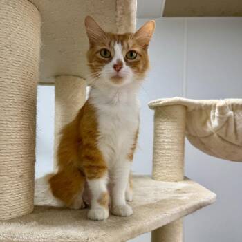 Domestic Medium Hair Cats Available for Adoption in Corpus Christi, Texas - Poppins | PetCurious