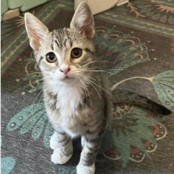 Bubblegum -  Domestic Short Hair Cat for Adoption in Larkfield-wikiup, California - Bubblegum | PetCurious