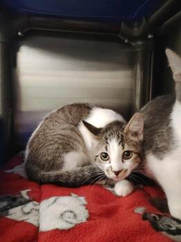 Rescue Domestic Short Hair Cats for Adoption in Republic, Missouri - Hazel | PetCurious