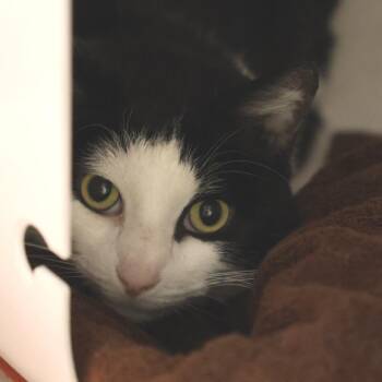 Domestic Short Hair Cats Available for Adoption in Briarcliff Manor, New York - Cricket | PetCurious