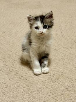 Pierre -  Himalayan and Domestic Medium Hair Cat for Adoption - Pierre | PetCurious