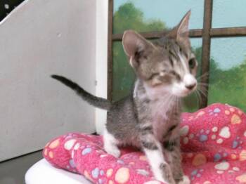 GONZO -  Domestic Short Hair Cat for Adoption in Houston, Texas - GONZO | PetCurious