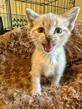 Kiwi -  Siamese Cat for Adoption in Shawnee, Oklahoma - Kiwi | PetCurious
