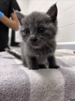 JACK -  Domestic Short Hair Cat for Adoption in Derwood, Maryland - JACK | PetCurious