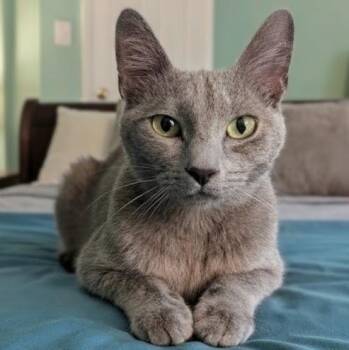 Mooney Christopherson -  Domestic Short Hair Cat for Adoption in Morrison, Colorado - Mooney Christopherson | PetCurious