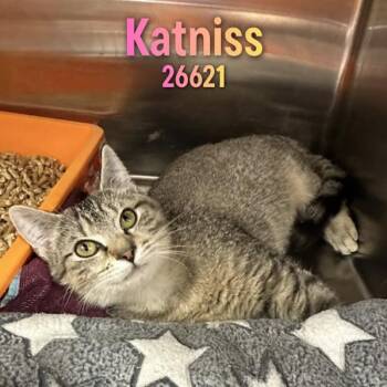 Katniss -  Domestic Short Hair Cat for Adoption in Oak Ridge, Tennessee - Katniss | PetCurious