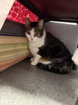 JUBI -  Domestic Short Hair Cat for Adoption in Kalamazoo, Michigan - JUBI | PetCurious