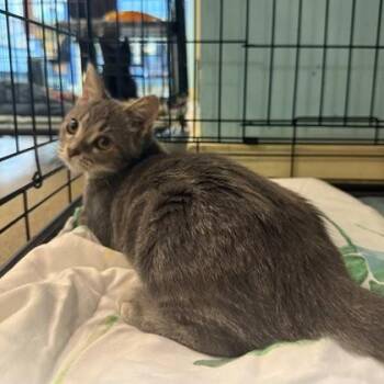 Raya -  Domestic Short Hair Cat for Adoption in Richmond, Virginia - Raya | PetCurious