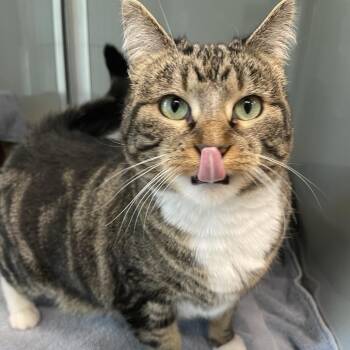 Beatrice -  Domestic Short Hair Cat for Adoption in Saint Charles, Missouri - Beatrice | PetCurious