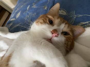 Ronnie -  Domestic Short Hair and Tabby Cat for Adoption in Wilmington, North Carolina - Ronnie | PetCurious