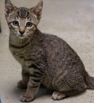 Indiana -  Domestic Short Hair Cat for Adoption in Baraboo, Wisconsin - Indiana | PetCurious