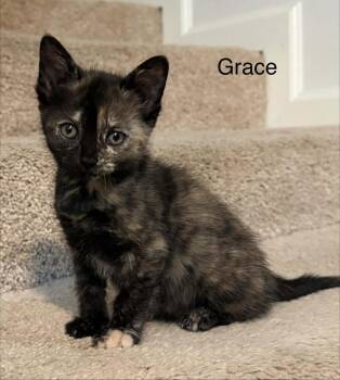 Grace -  Domestic Short Hair Cat for Adoption in Bossier City, Louisiana - Grace | PetCurious