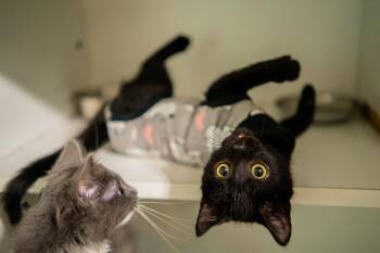 Shakira -  Domestic Short Hair Cat for Adoption in Morgantown, West Virginia - Shakira | PetCurious