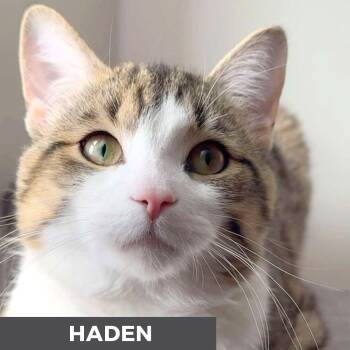 Haden -  Domestic Short Hair Cat for Adoption in Toronto, Ontario - Haden | PetCurious