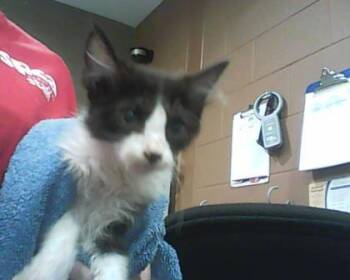 Kai -  Domestic Short Hair Cat for Adoption in Cincinnati, Ohio - Kai | PetCurious