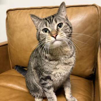 Domestic Short Hair Cats Available for Adoption in Minnetonka, Minnesota - Bentley C68984 | PetCurious