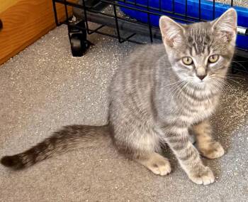 YEW -  Tabby and Domestic Short Hair Cat for Adoption in Minesing, Ontario - YEW | PetCurious
