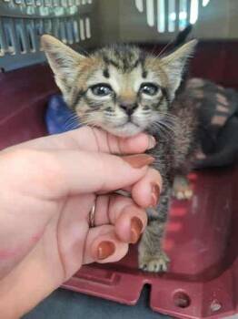 Rescue Domestic Short Hair Cats for Adoption in Memphis, Tennessee - Arizona | PetCurious