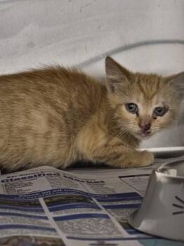 Fb4 D -  Domestic Short Hair Cat for Adoption in Lawrenceville, Georgia - Fb4 D | PetCurious