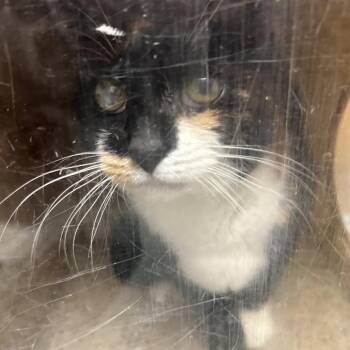 Domestic Short Hair Cats Available for Adoption in Philadelphia, Pennsylvania - Willa | PetCurious