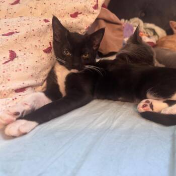Dawdle -  Domestic Short Hair Cat for Adoption in Santa Rosa, California - Dawdle | PetCurious