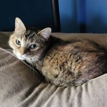 Domestic Short Hair Cats Available for Adoption in Toms Brook, Virginia - Ophelia | PetCurious