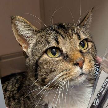 Domestic Short Hair Cats Available for Adoption in Des Moines, Iowa - Kiddy | PetCurious