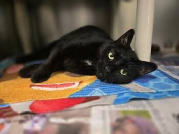 Sadie -  Domestic Medium Hair and Domestic Short Hair Cat for Adoption in Minneapolis, Minnesota - Sadie | PetCurious