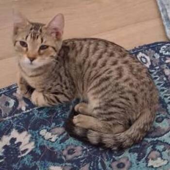 Loki -  Domestic Short Hair Cat for Adoption in Winchester, Virginia - Loki | PetCurious