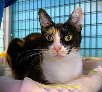 Bella -  Domestic Short Hair and Calico Cat for Adoption in Seal Beach, California - Bella | PetCurious