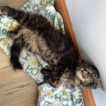 Domestic Short Hair Cats Available for Adoption - Limp Bizkit | PetCurious