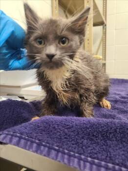 DIRTY MARTINI -  Domestic Short Hair Cat for Adoption in Derwood, Maryland - DIRTY MARTINI | PetCurious