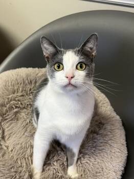 Rescue Domestic Short Hair Cats for Adoption in Glen Raven, North Carolina - STERLING-born August 22-need Kitty Friend | PetCurious
