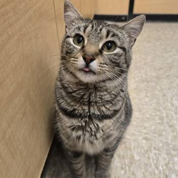 Tabby and Domestic Short Hair Cats Available for Adoption in Warr Acres, Oklahoma - Willow | PetCurious