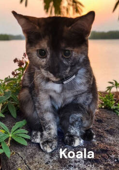 Rescue Tortoiseshell Cats for Adoption in Weems, Virginia - Koala | PetCurious