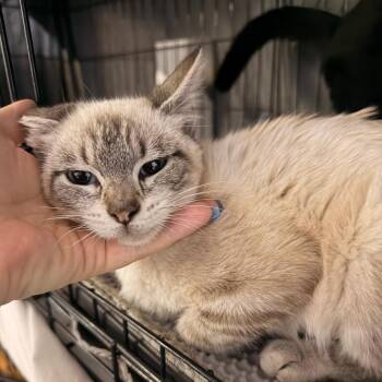 Stella -  Domestic Short Hair and Siamese Cat for Adoption in Vallejo, California - Stella | PetCurious