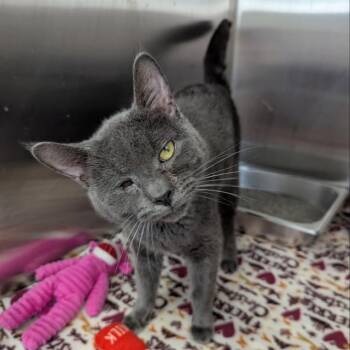 WONDER -  Domestic Short Hair Cat for Adoption in Barnstable, Massachusetts - WONDER | PetCurious