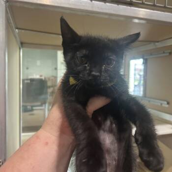Lemon -  Domestic Short Hair Cat for Adoption in Leander, Texas - Lemon | PetCurious