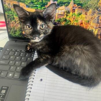 Jane -  Domestic Short Hair Cat for Adoption in Fort Lauderdale, Florida - Jane | PetCurious