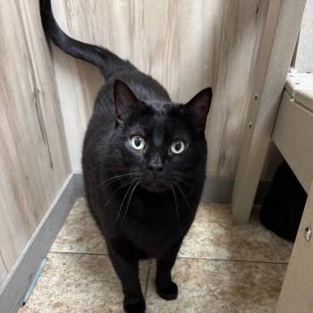 Domestic Short Hair Cats Available for Adoption - Binx | PetCurious