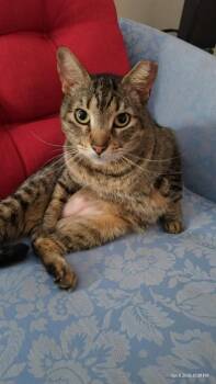 Tiger -  Domestic Short Hair Cat for Adoption in Liverpool, Texas - Tiger | PetCurious