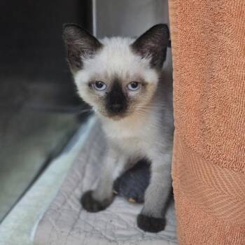 Hilary Duff -  Domestic Short Hair Cat for Adoption in Dublin, California - Hilary Duff | PetCurious